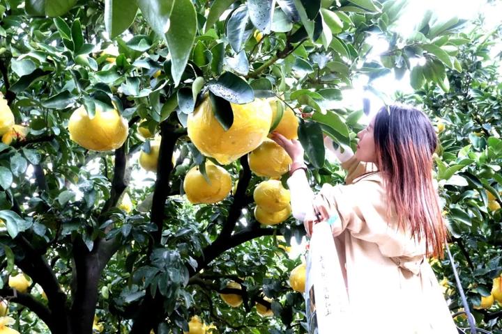 中华第一名柚,柚子中华第一柚