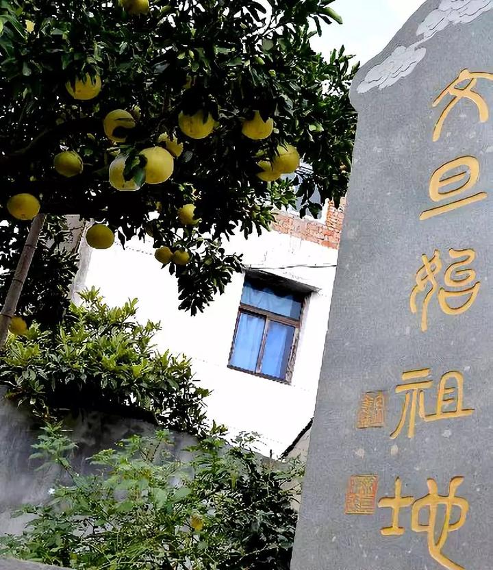 中华第一名柚,柚子中华第一柚