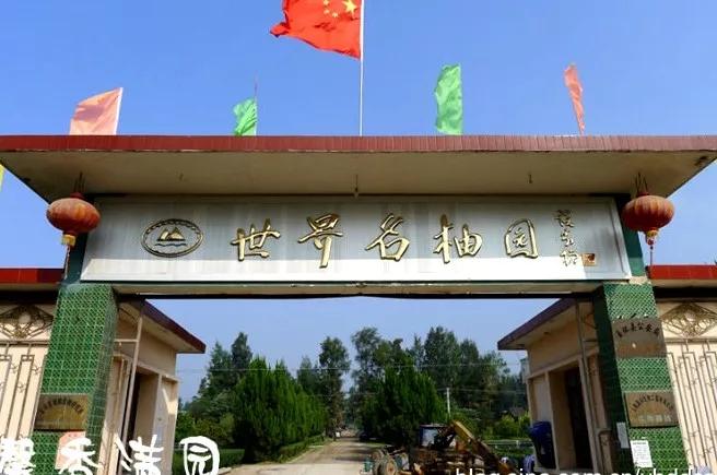 中华第一名柚,柚子中华第一柚