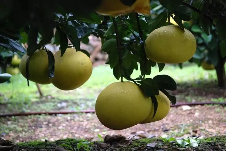 中华第一名柚,柚子中华第一柚