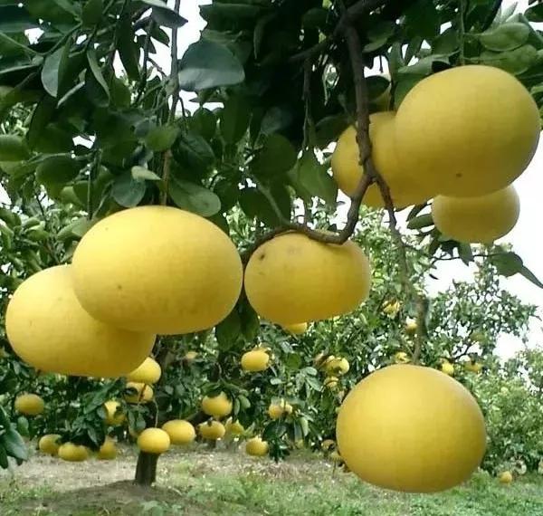 中华第一名柚,柚子中华第一柚