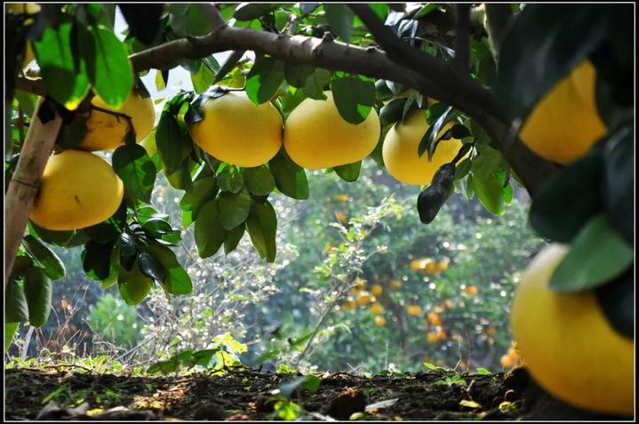 中华第一名柚,柚子中华第一柚