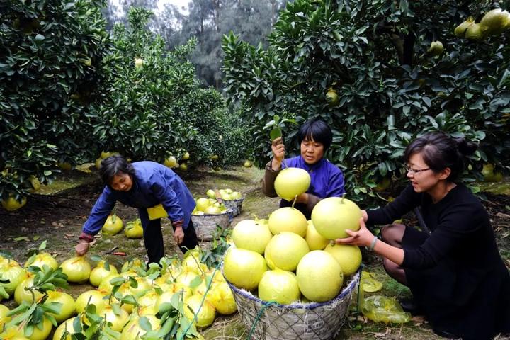 中华第一名柚,柚子中华第一柚