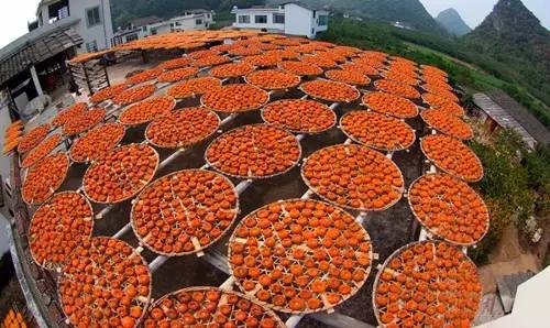 刚刚好！陇南的柿子红了，“柿”不可挡~