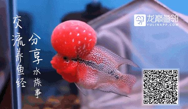 中等大小河虾怎么处理,放河虾笼的技巧视频