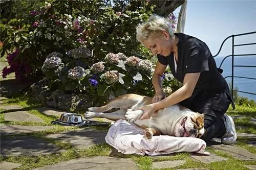 全球最有意思的11个酒店职位:松露猎手、日落风笛手、美人鱼指导员……你知道多少?