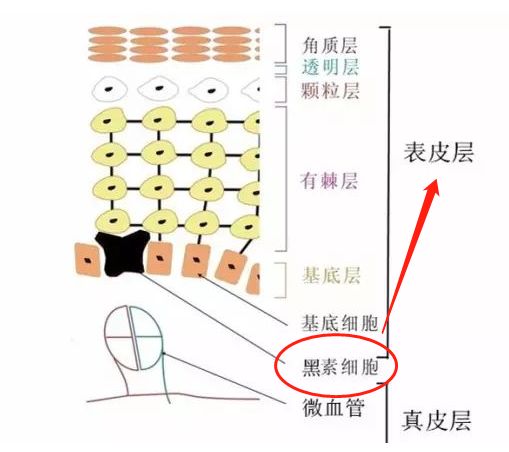 日本推荐本土美白丸,美白丸推荐日本