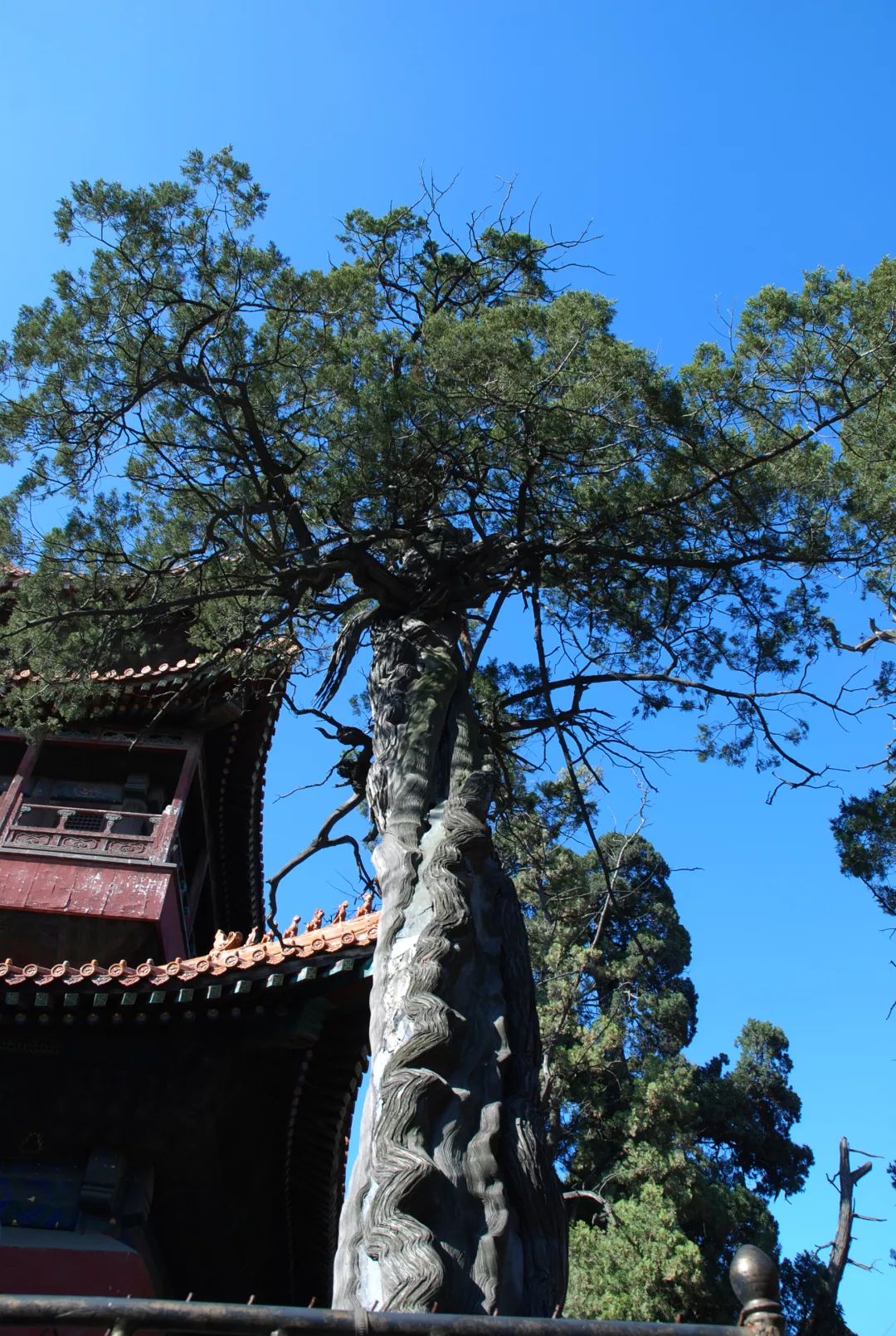 济宁曲阜全景,游曲阜孔庙有感