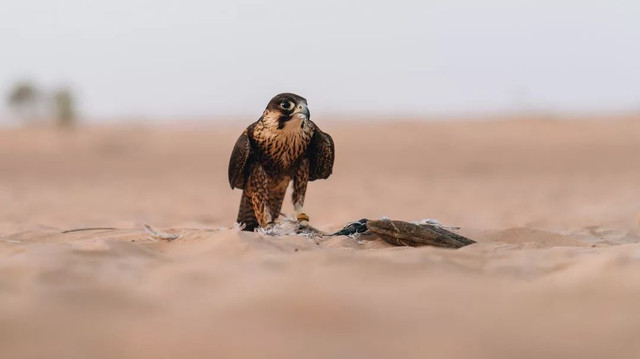 西厢房｜沙漠中的极致野奢，每间都有私家泳池，羚羊会还会来泳池喝水