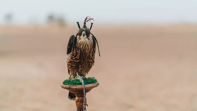 西厢房｜沙漠中的极致野奢，每间都有私家泳池，羚羊会还会来泳池喝水