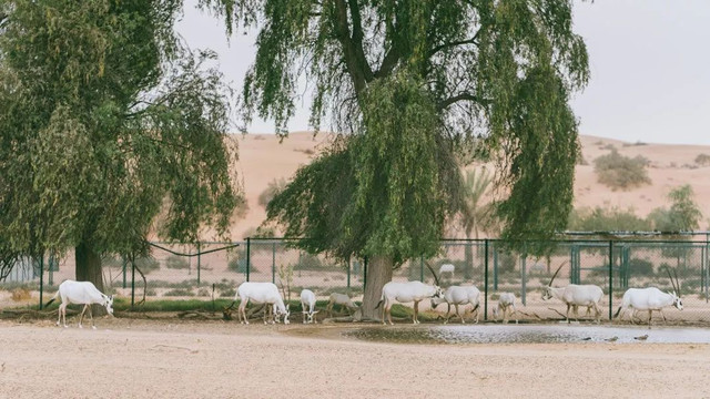 西厢房｜沙漠中的极致野奢，每间都有私家泳池，羚羊会还会来泳池喝水