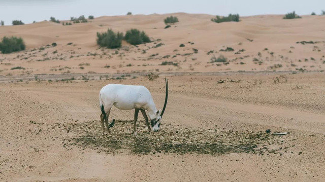 西厢房｜沙漠中的极致野奢，每间都有私家泳池，羚羊会还会来泳池喝水