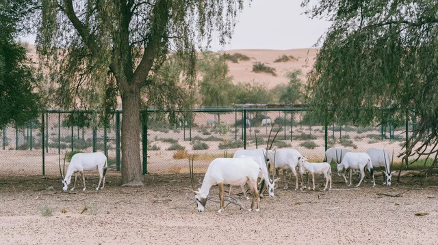 西厢房｜沙漠中的极致野奢，每间都有私家泳池，羚羊会还会来泳池喝水