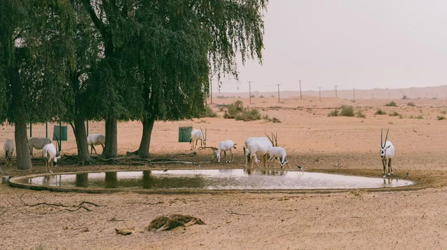 西厢房｜沙漠中的极致野奢，每间都有私家泳池，羚羊会还会来泳池喝水