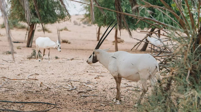 西厢房｜沙漠中的极致野奢，每间都有私家泳池，羚羊会还会来泳池喝水