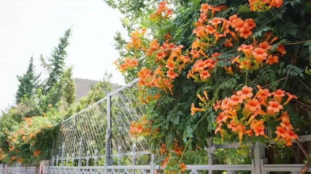 淄博那个承载我整个青春的地方,我好想穿上山铝一小的校服,再走一遍!