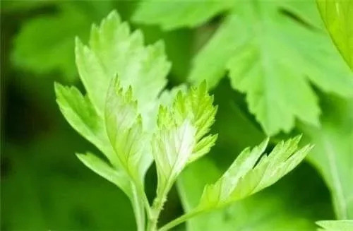 湿气不重但是很胖,泰国的祛湿足贴