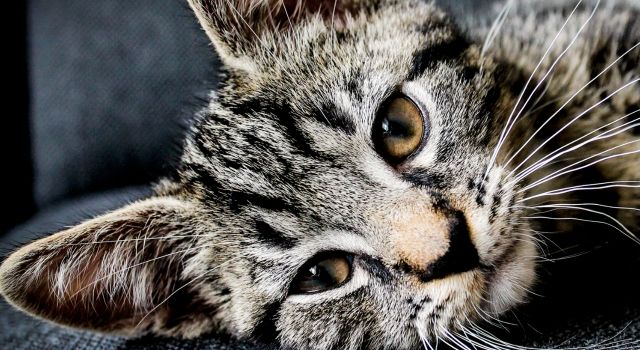 手足口刚刚好会二次感染吗,手足口属于哪类传染病