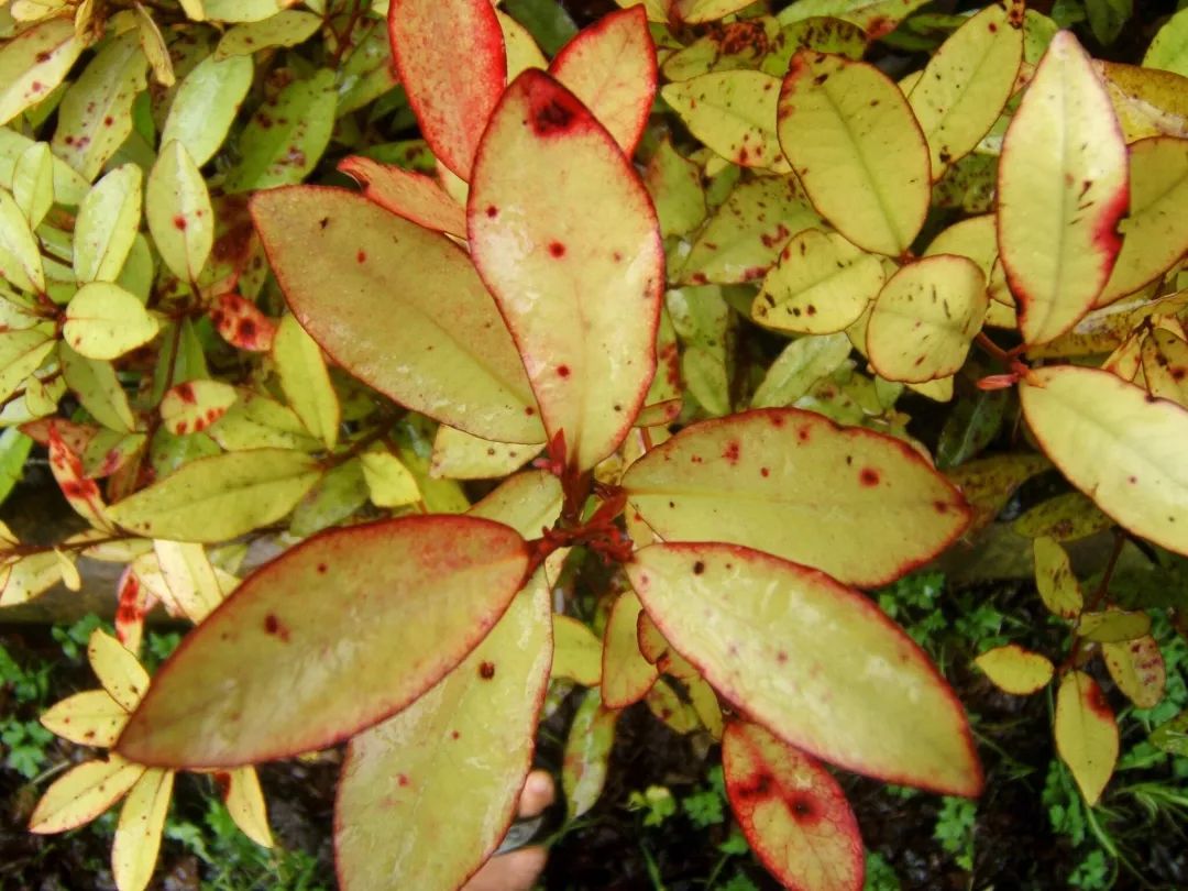 香港脚气最好的治疗方法,香港脚怎么彻底治愈