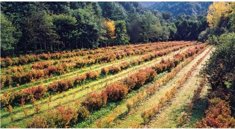 香港脚气最好的治疗方法,香港脚怎么彻底治愈