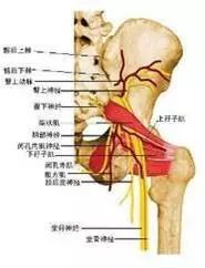 坐骨神经痛挂哪个科,坐骨神经痛的位置图