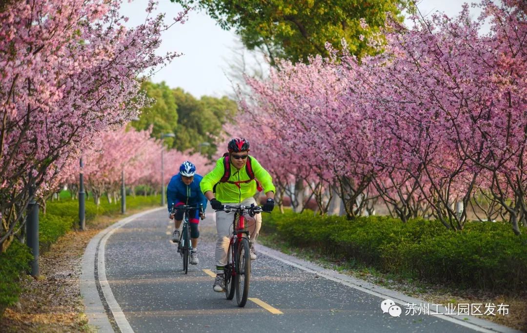 连续三年包揽前三,连续8年蝉联全球第一