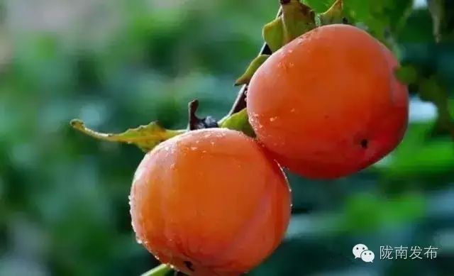 刚刚好！陇南的柿子红了，“柿”不可挡~