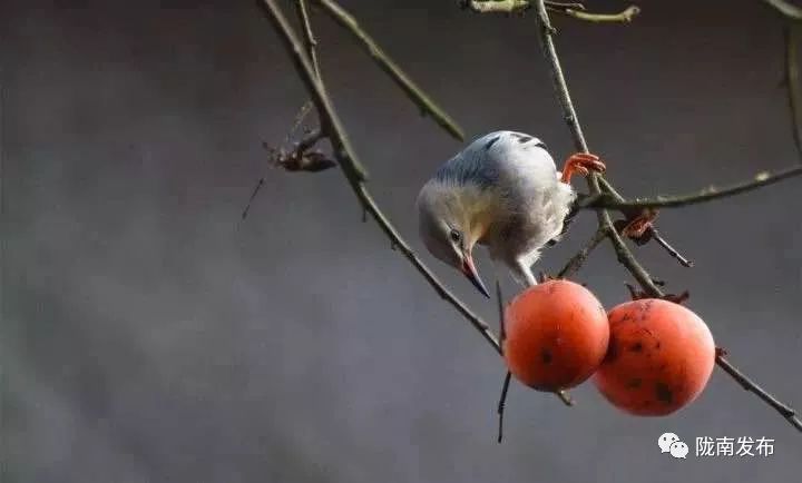 刚刚好！陇南的柿子红了，“柿”不可挡~