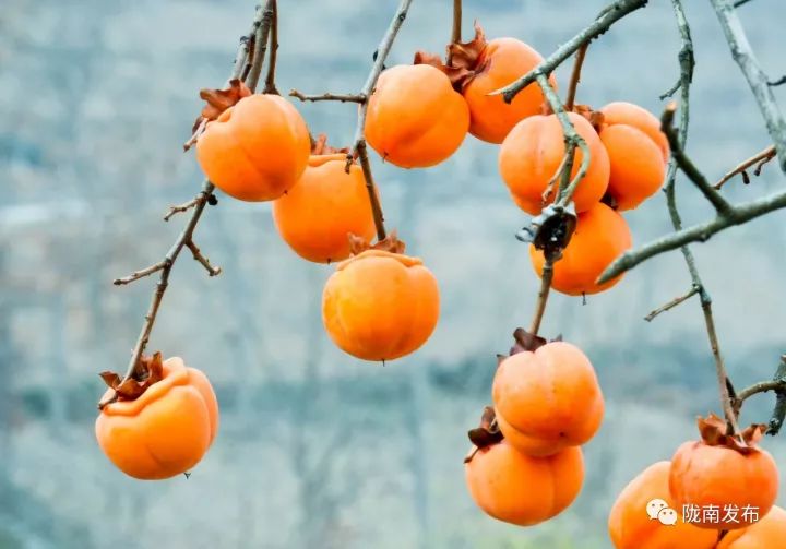 刚刚好！陇南的柿子红了，“柿”不可挡~