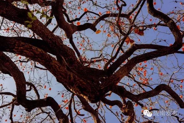 刚刚好！陇南的柿子红了，“柿”不可挡~