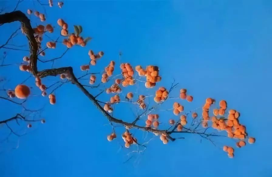 刚刚好！陇南的柿子红了，“柿”不可挡~