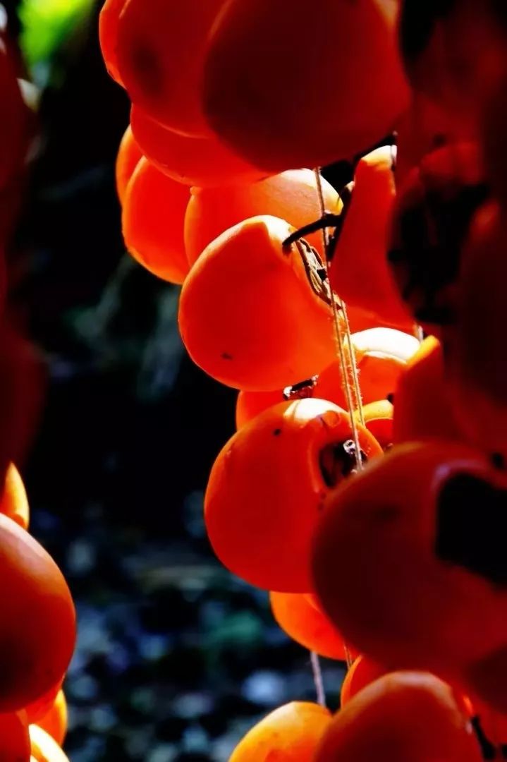 刚刚好！陇南的柿子红了，“柿”不可挡~