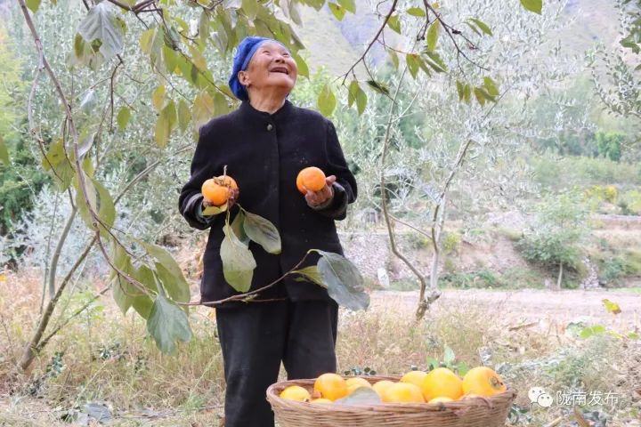 刚刚好！陇南的柿子红了，“柿”不可挡~