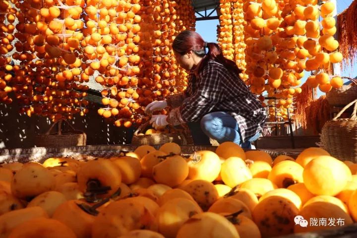刚刚好！陇南的柿子红了，“柿”不可挡~