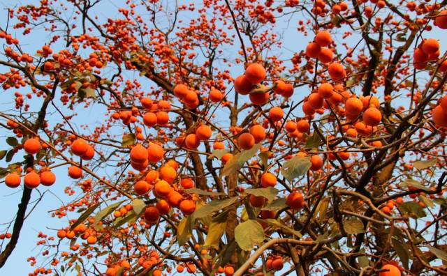 刚刚好！陇南的柿子红了，“柿”不可挡~