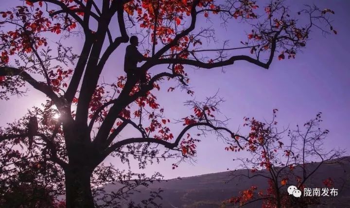 刚刚好！陇南的柿子红了，“柿”不可挡~