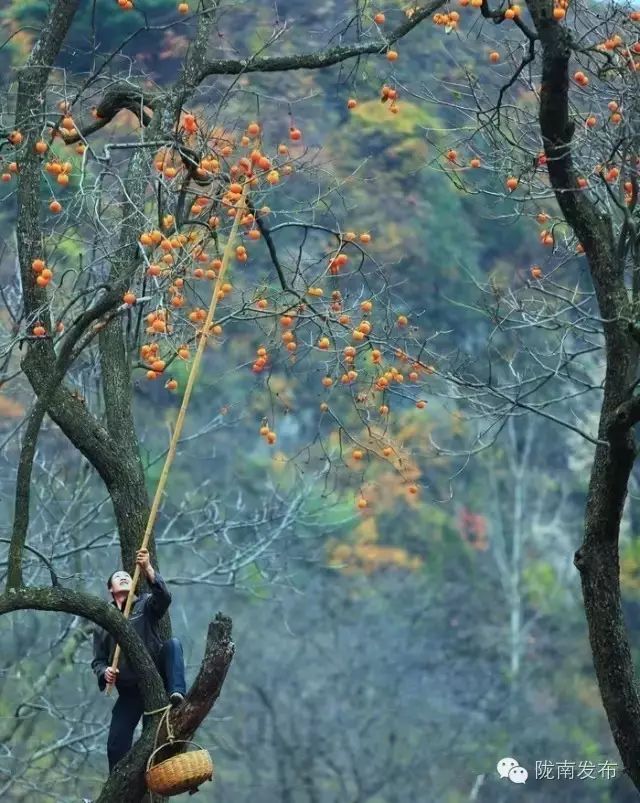 刚刚好！陇南的柿子红了，“柿”不可挡~