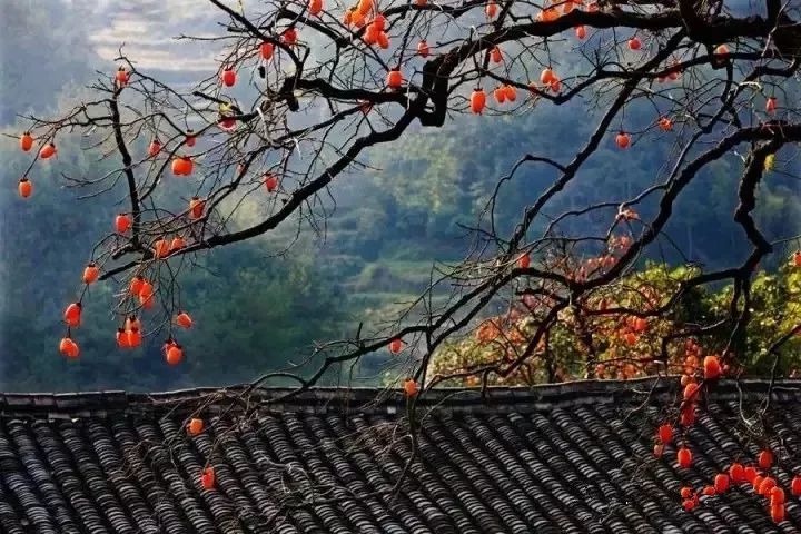 刚刚好！陇南的柿子红了，“柿”不可挡~