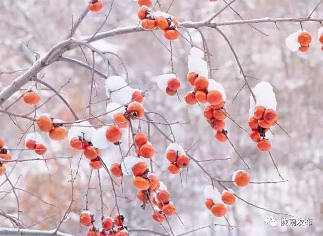 刚刚好！陇南的柿子红了，“柿”不可挡~