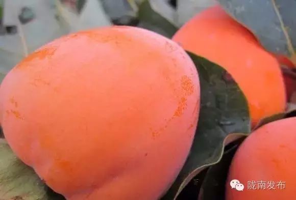 刚刚好！陇南的柿子红了，“柿”不可挡~