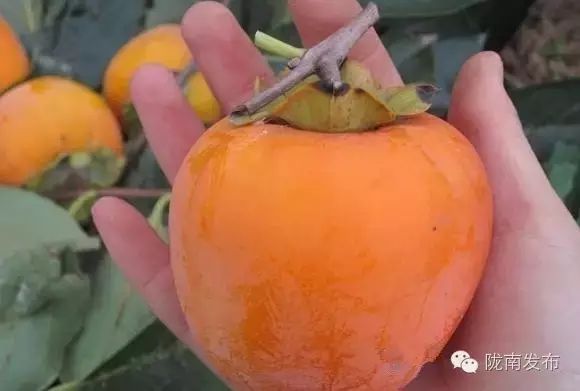 刚刚好！陇南的柿子红了，“柿”不可挡~