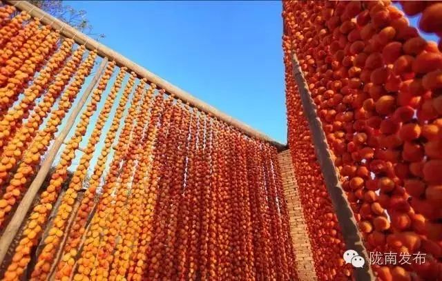 刚刚好！陇南的柿子红了，“柿”不可挡~