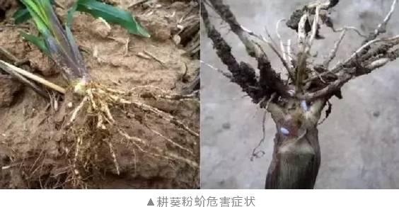 玉米苗期病虫害的防治,玉米苗期虫害用什么药有效