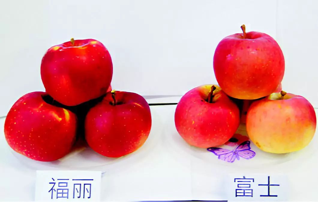 2021年什么品种的水果最有前景,近年最具前景的水果品种