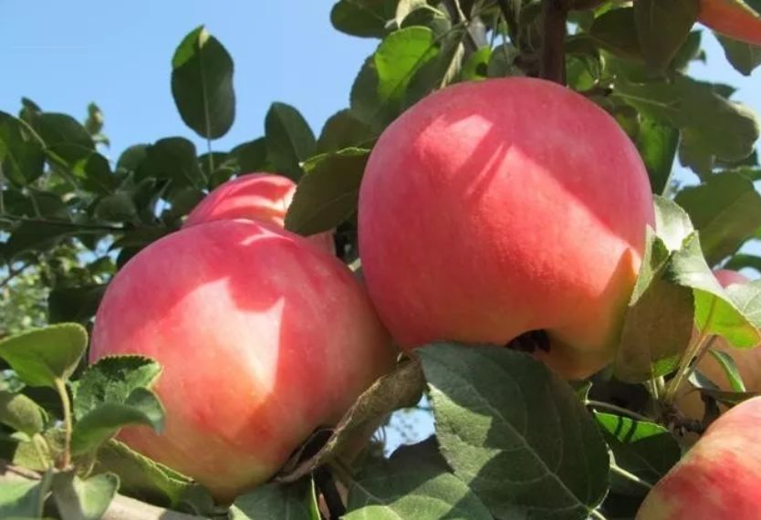 2021年什么品种的水果最有前景,近年最具前景的水果品种