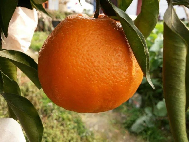 2021年什么品种的水果最有前景,近年最具前景的水果品种