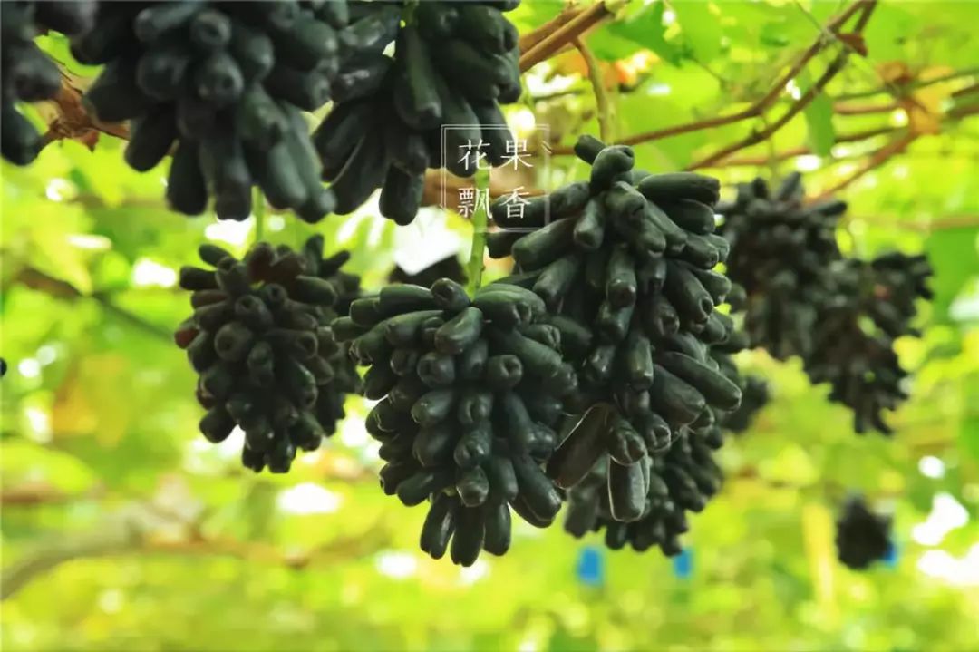 2021年什么品种的水果最有前景,近年最具前景的水果品种