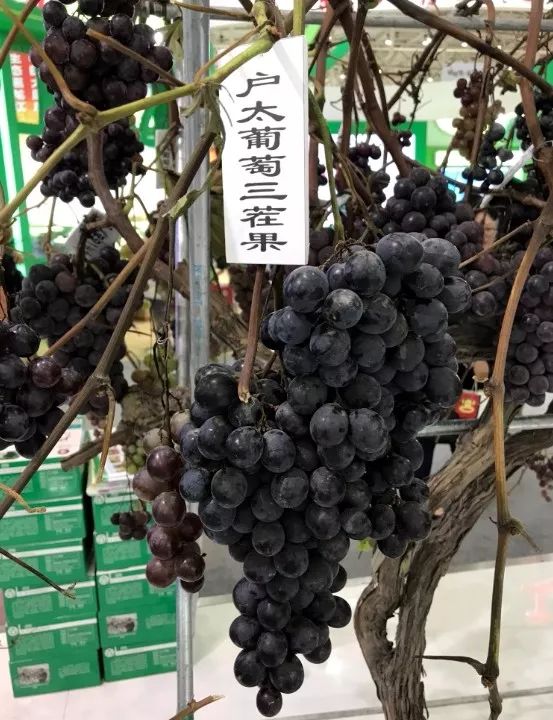 2021年什么品种的水果最有前景,近年最具前景的水果品种