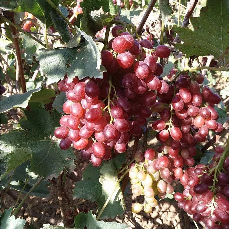 2021年什么品种的水果最有前景,近年最具前景的水果品种