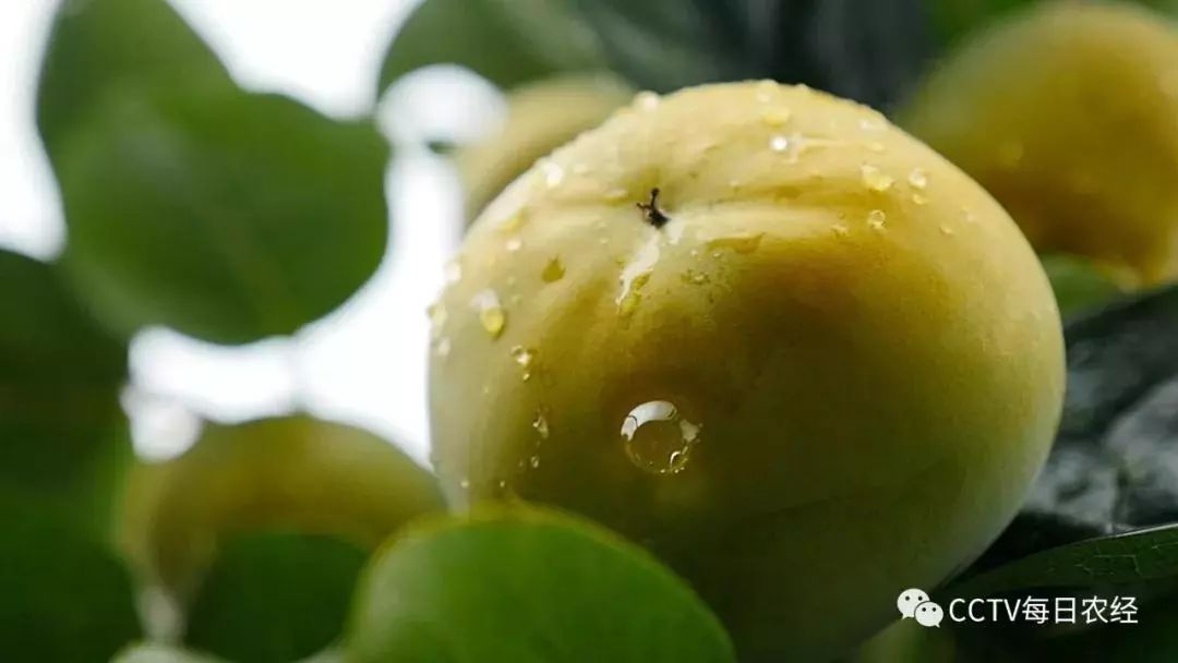 2021年什么品种的水果最有前景,近年最具前景的水果品种